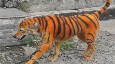 Köpeği kimyasal boyayla kaplan rengine boyadılar, hayvanseverler ayakta