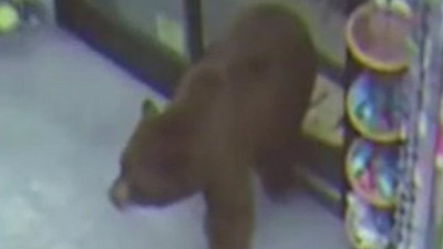 Ayı süpermarkete girdi! Canı çektiği ürünün hepsini yedi! Saniye saniye kaydedildi