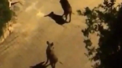 Babaaa koş domuz var! Antalya'da domuz paniği