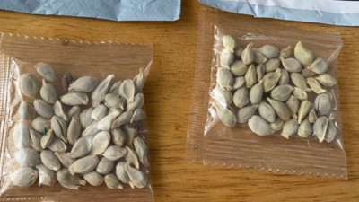 Gizemli tohumlar ülkeyi harekete geçirdi: 'Elinize geçerse sakın ekmeyin' uyarısı