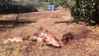 Ağlamaktan köylülerin gözünde yaş kalmadı! Sakarya bu vahşeti konuşuyor!