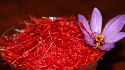 Kilosu 30 bin liradan satılıyor! 'Mucize bitki' toprakla buluştu