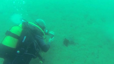 Çanakkale'de ilk kez görüntülendi! Nereden gelmiş olabilir