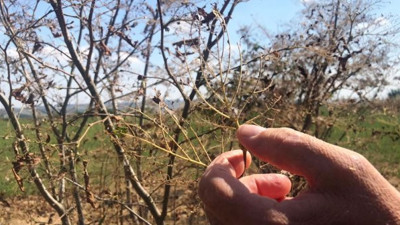 Çiftçilerin Amerikan beyaz kelebek isyanı
