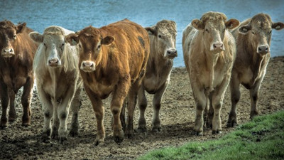 2 ülke arasındaki gerilimi sığırlar düşürdü