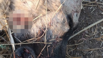 Köpeğini öldüren köpeği infaz etti