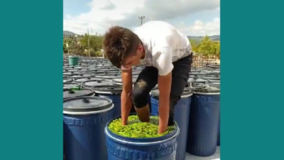 İğrenç salçacıdan sonra iğrenç turşucu çıktı. Türkiye şimdi de bu iğrenç biber turşucusunu konuşuyor