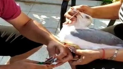 Oltaya balık değil martı takıldı! Hayvanseverden balıkçılara fırça