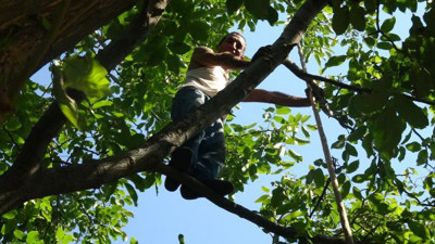 Tarzan Hamdi ağaca tırmanıp günde 300 TL kazanıyor