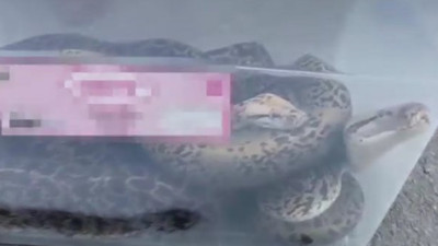 İstanbul'da yılan operasyonu