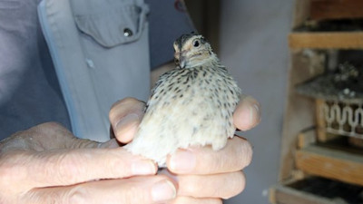 Bıldırcınların Türk Sanat Müziği keyfi! Yumurtaları her geçen gün irileşiyor