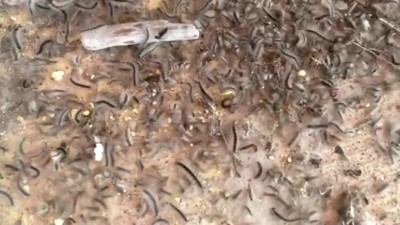 Rize’de bu sıcakta kapı, pencere açamıyorlar