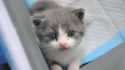 Beşiktaş Belediyesi’nden, hayvanseverleri sevindiren adım