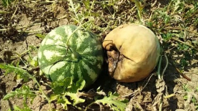 Tarladaki karpuzlar infilak etti