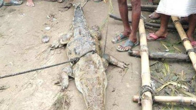 Köylü yakaladığı timsah için fidye istedi