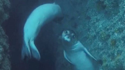 Akdeniz foklarının 'aşk dansı'