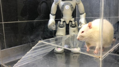 Robot ve sıçan birbirinin öğretmeni oldu