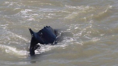 Nehirde aniden ortaya çıktı! Timsahlar bile kaçacak delik aradı