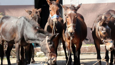 Artık inatçılık yapamayacaklar