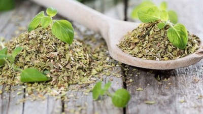 Koronayı yenen kekikteki mucize raporu aylardır Sağlık Bakanlığı'nda bekletiliyor: Bütün doktorlar biliyor, kimse söyleyemiyor!