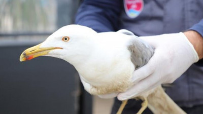 Boynuna ip dolanan martıyı vatandaş kurtardı