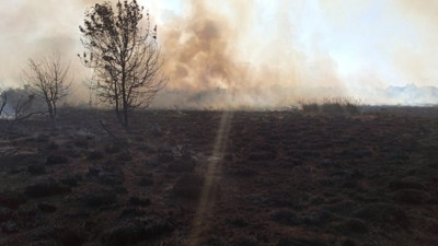 Binlerce canlının yaşadığı alan cayır cayır yandı