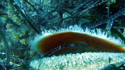 Bilim insanları çalışma yaptı! Ege ve Akdeniz'de tehdit altındalar