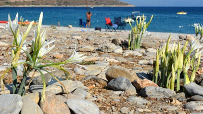 Cüzdan yakan çiçek