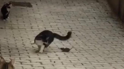 Tek hamlesiyle 5 kediyi yere serdi! Bu sefer dengeler değişti