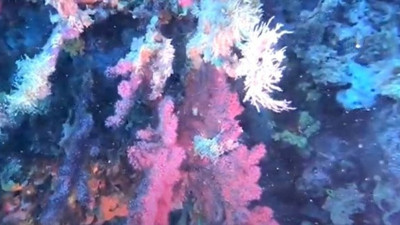 Akdeniz'deki gerçek gözler önüne serildi: Tam tamına 100 yıl gerekiyor: Artık dayanamıyorlar