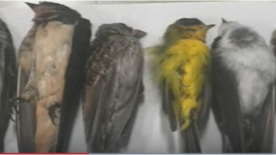 Ortalık kıyamet alanına döndü: Binlercesi bir anda gökten yağmaya başladı: Kimse ne olduğunu anlamadı