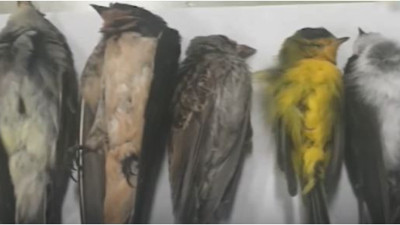 Amerikalı profesör duyurdu: Eğer bu iddialar doğruysa çok ama çok vahim: Milyonlarcası ölmüş olabilir