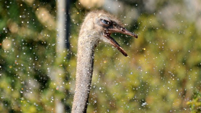Sıcaktan kavrulan deve kuşlarının su keyfi