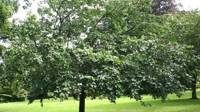 Budadığı ağaç canını aldı