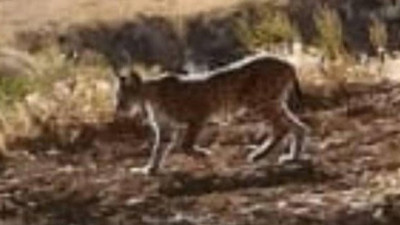 Bahçeye giren vaşak korku saçtı! Köylüler şok oldu