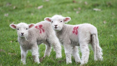 Kuzulara kesimhanede işkence