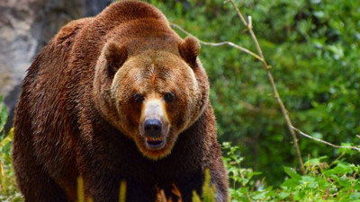 Koskoca Ayı neye uğradığını şaşırdı: Arkasına bakmadan kaçtı