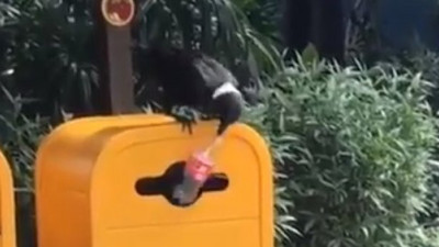 Ahmaklara bu görüntüleri izledikten sonra "Kuş beyinli" demeyin