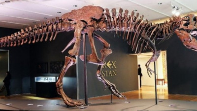 Sahibinden satılık dinozor iskeleti! 67 milyon yaşında, 12 metre boyunda