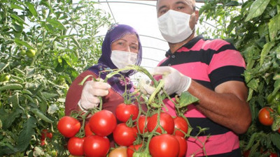 Tarlada 40 kuruş, markette 4 lira! Çiftçinin domates tepkisi