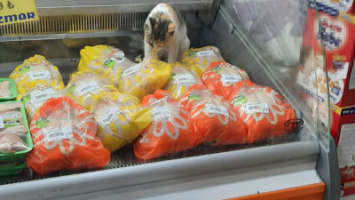 Markette büyük skandal: Tavuk reyonunda dalmadığı tavuk kalmadı