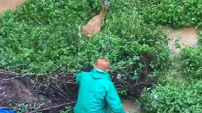 Yaşasın iyi insanlar kahrolsun kötülük: Dünya Karadeniz’in bu kahramanlarını konuşacak: Geyiği bakın nereden kurtardılar