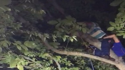 Ceviz toplamak istediğine bin pişman oldu: Kendisi de bunu beklemiyordu