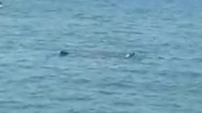 Bodrum'da denizden bir anda fırladı: Görenler önce ne olduğunu anlamadı