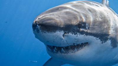 Bir cerrah gibi kesim yapıp, parça alıyorlar: Büyük sır ortaya çıktı