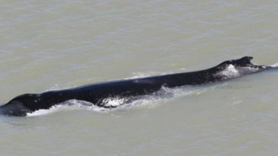 Azgın timsahları fellik fellik kaçıran canavar yuvasında