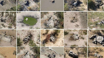 Dehşete düşüren görüntüler dünyayı ayaklandırdı