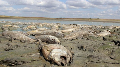 Edirne'de balıkların susuzluktan gözü çıktı: Muhtar bir sonraki aşamayı açıkladı