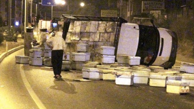 Tüm mahalleyi bal arıları bastı! Geceyi uykusuz geçirdiler