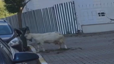 Kendisiyle kavga eden azgın keçi arabayı parçaladı